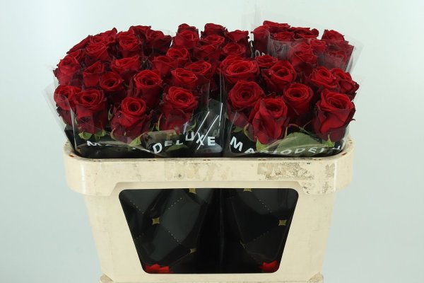 Naomi red 10 stems