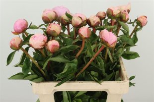 Peony x10