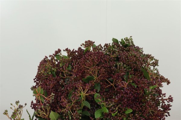Viburnum X30