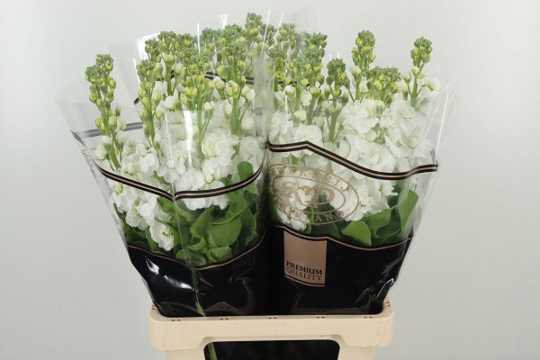 Matthiola white 20 stems