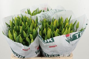 Fresh yellow tulips