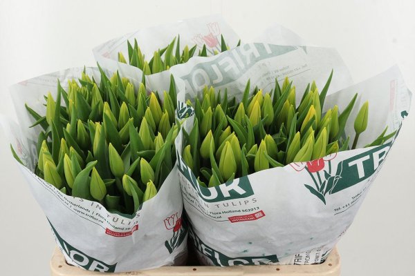 Tulips Tulips