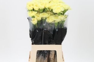 Yellow Carnation