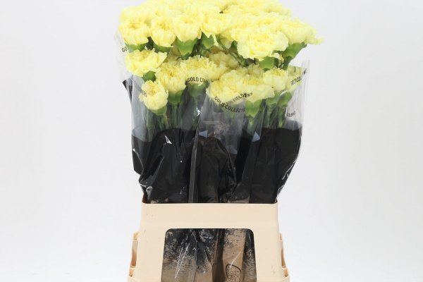 Yellow Carnation