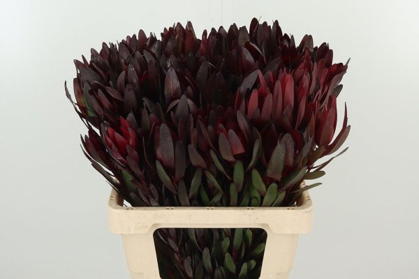 Leucadendron 10 stems