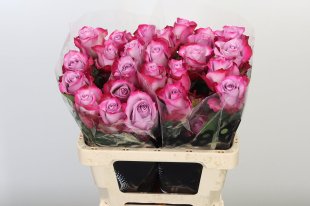 Rose Deep Purple