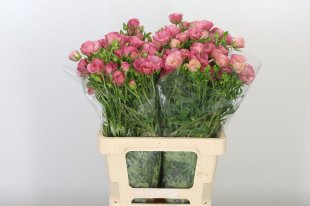 Butterfly Ranunculus