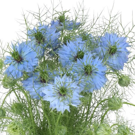 Nigella - Blue