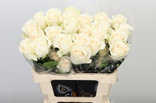Rose - Vendela