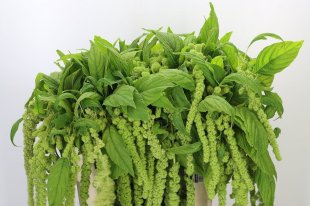 Hanging Green Amaranthus