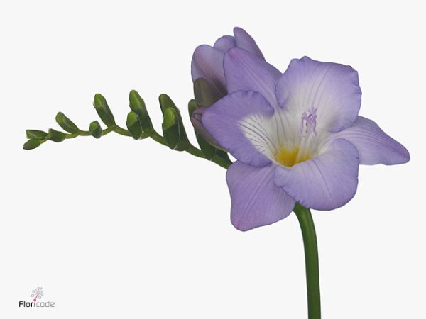 Freesia - Dark Purple