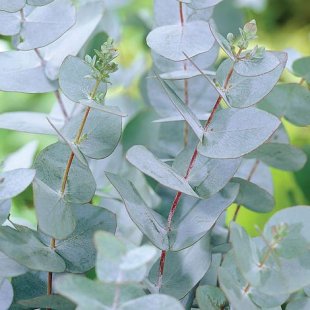 Eucalyptus - Gunni