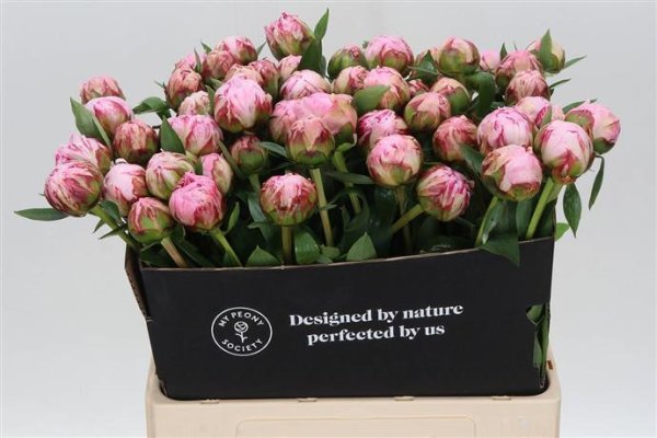 Peony Peony