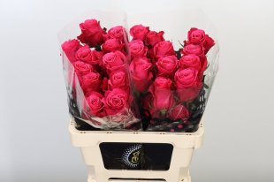 Rose - Cerise