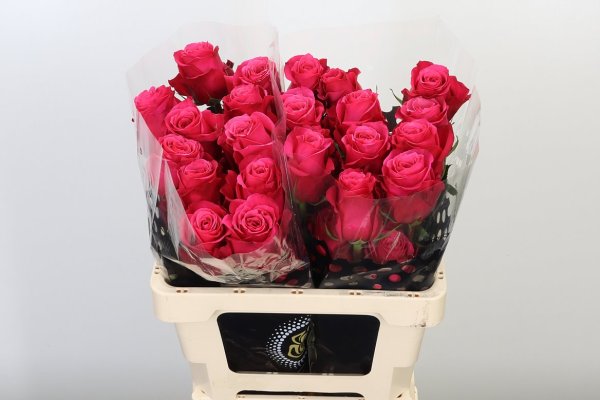 Rose - Cerise