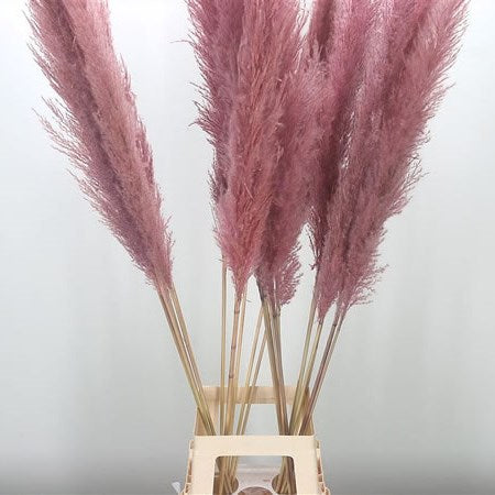 Pampass - Pink