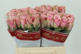 Pale Pink Garden Rose
