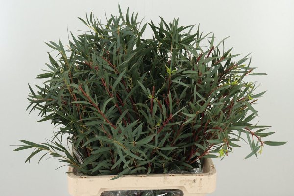 Eucalyptus - Parvifola
