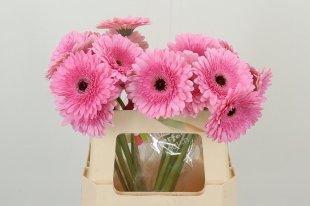 Gerbera - Pink