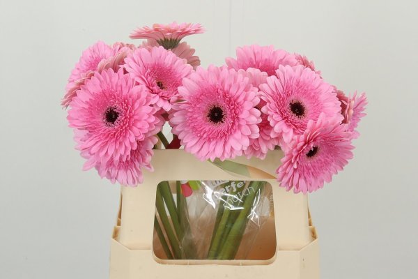 Gerbera - Pink