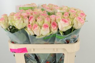Esperance Rose