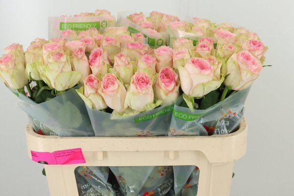 Esperance Rose