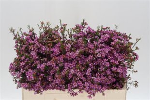 Chamelaucium (Waxflower) - Pink
