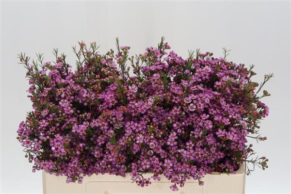 Chamelaucium Chamelaucium
