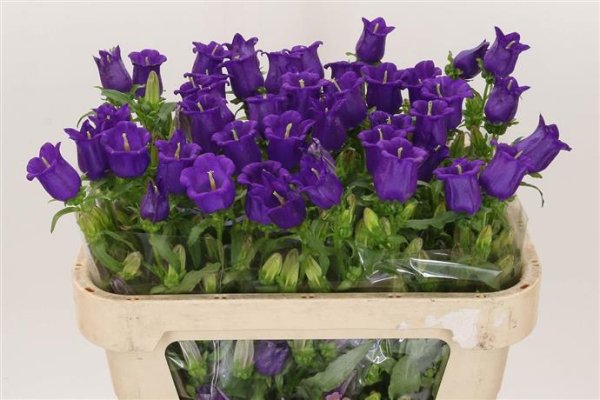 Campanula Campanula