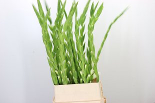 Gladioli - White