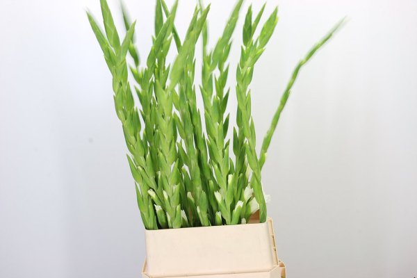 Gladioli - White