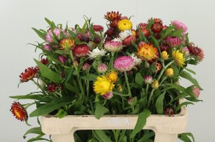 Helichrysum