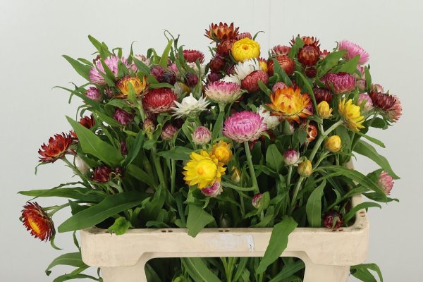 Helichrysum