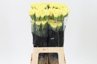 Spray Carnations - Yellow