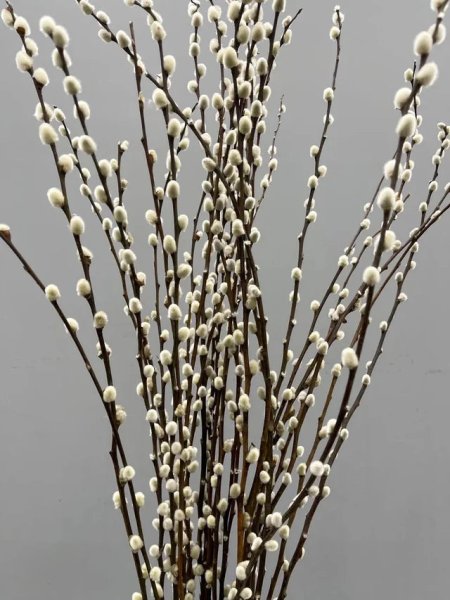 Pussywillow