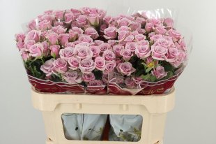 Lilac Rose - 10 stems