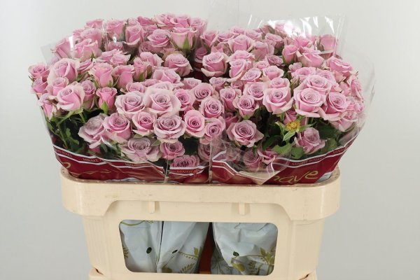 Lilac Rose - 10 stems
