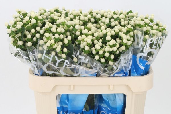 Hypericum - White