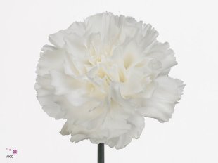 Moon Aqua Carnation
