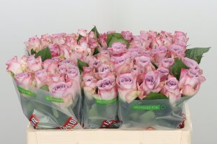Moondust rose