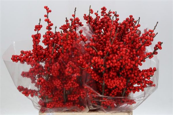 Ilex Berries - Red