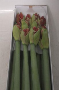 Amaryllis - Red