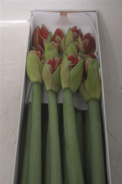 Amaryllis - Red