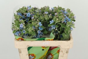 Oxypetalum - Light Blue