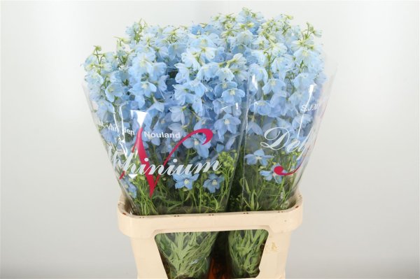 Delphinium - Light Blue
