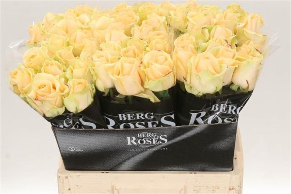 Rose - Avalanche - Peach