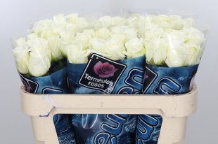 Rose - Akito - White
