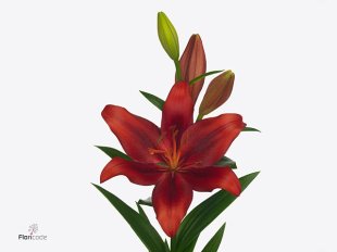 Lily - Aziatic - Red