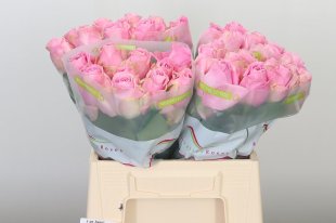 Soft Pink Rose