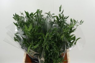 Short Soft Ruscus